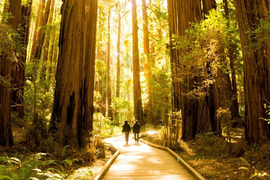 San Francisco: Hop-On Hop-Off + Muir Woods Tour - Practical Tips for a Smoother Day (and Better Photos)