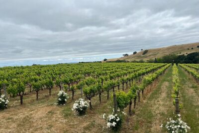 San Francisco: Napa & Sonoma Wine Tour & 24hr Hop-on Hop-off Tour - Napa and Sonoma wineries: what the half-day option is really like