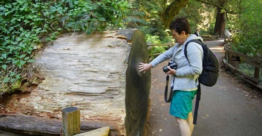 SF: Guided Muir Woods Tour & Hop-On Hop-Off Tour (Save 15%) - Muir Woods From Fisherman’s Wharf: Getting There Without Stress