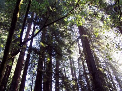 SF: Guided Muir Woods Tour & Hop-On Hop-Off Tour (Save 15%) - The Coastal Redwood Walk: 90 Minutes in Muir Woods
