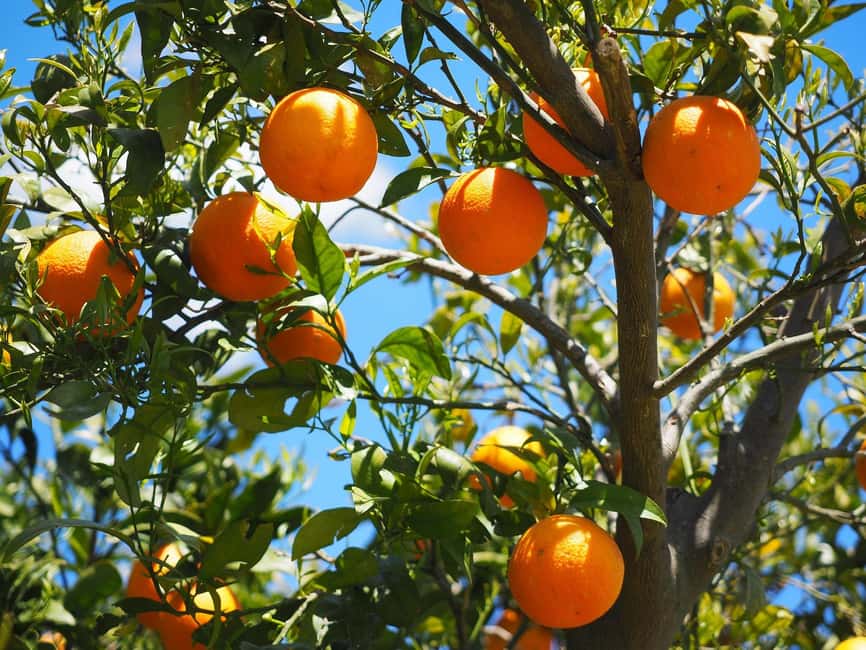 Silves and Monchique Mountain: Guided Bus Tour - Should You Book Silves and Monchique?
