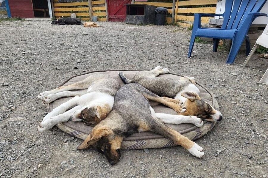 Skagway: Klondike Highway & Yukon Bus Tour with Husky Kennel - Should you book this Skagway Klondike Highway and Husky Kennel tour?
