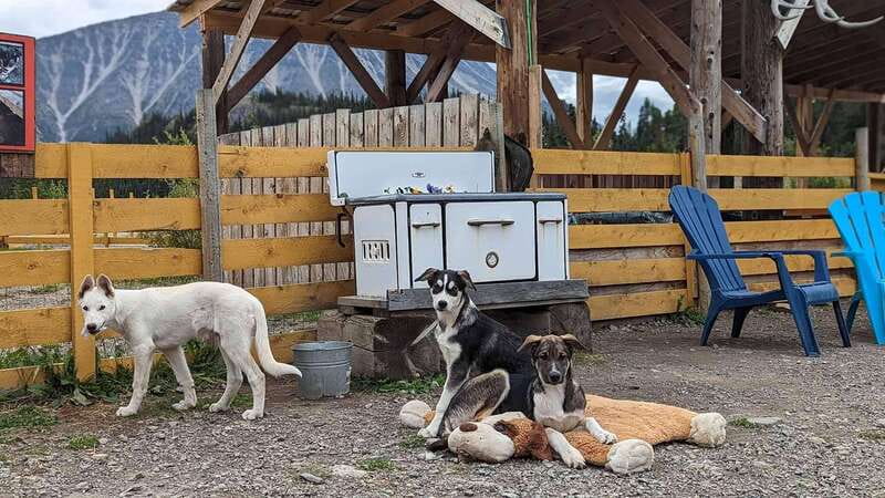 Skagway: Klondike Highway & Yukon Bus Tour with Husky Kennel - Price and value: what $165 covers and what it doesn’t