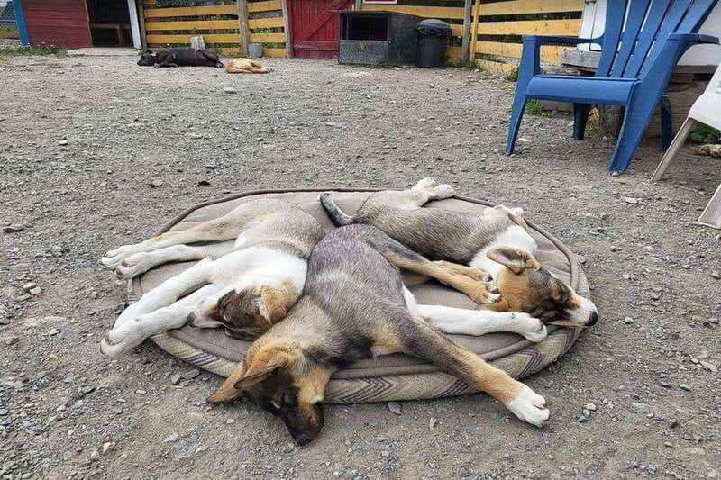 Skagway: Klondike Highway & Yukon Bus Tour with Husky Kennel - Who this fits best (and who should skip it)
