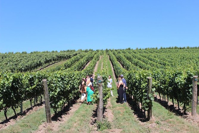 Sussex Vineyard & Winery Bus Tour on Iconic Vintage London Bus - The picnic hamper lunch: what you’re really paying for