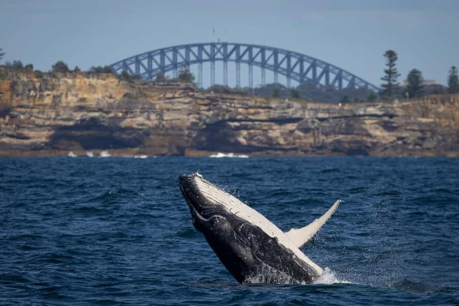 Sydney: Whale Watching & Hop On Hop Off Cruise Package - Quick hits before you go