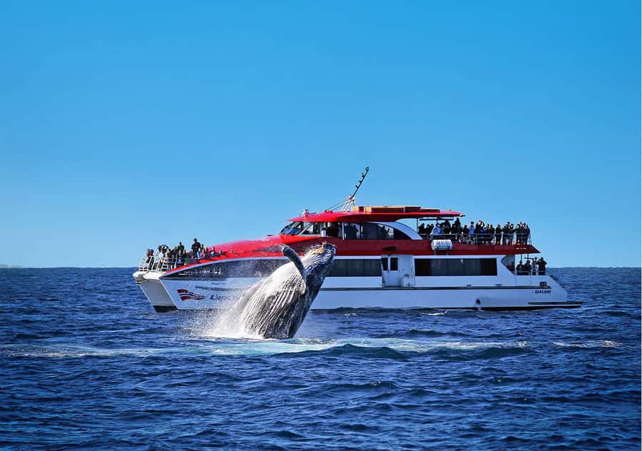 Sydney: Whale Watching & Hop On Hop Off Cruise Package - What This Package Really Gives You (And Why It’s Smart)