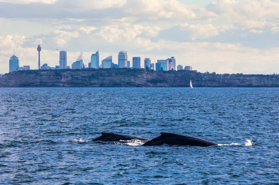 Sydney: Whale Watching & Hop On Hop Off Cruise Package - A Clean Start at Circular Quay Wharf 6