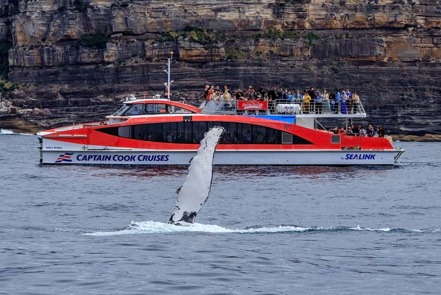 Sydney: Whale Watching & Hop On Hop Off Cruise Package - How to Get the Most Out of a 2-Day Harbour Pass
