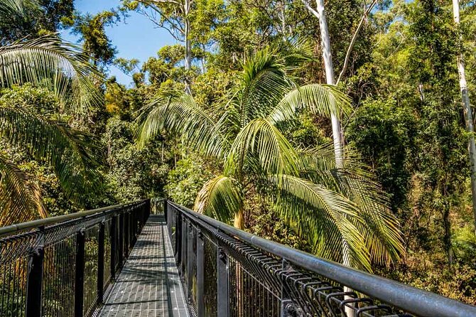 Tamborine Rainforest Skywalk + Hop on Hop off Bus - Tamborine Mountain: The Quick Escape You Can Actually Fit