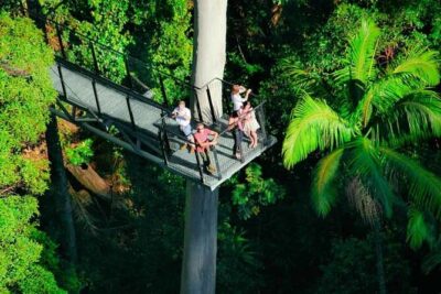 Tamborine Rainforest Skywalk + Hop on Hop off Bus - Tamborine National Park: Rainforest, Waterfalls, and Volcanic-Looking Terrain