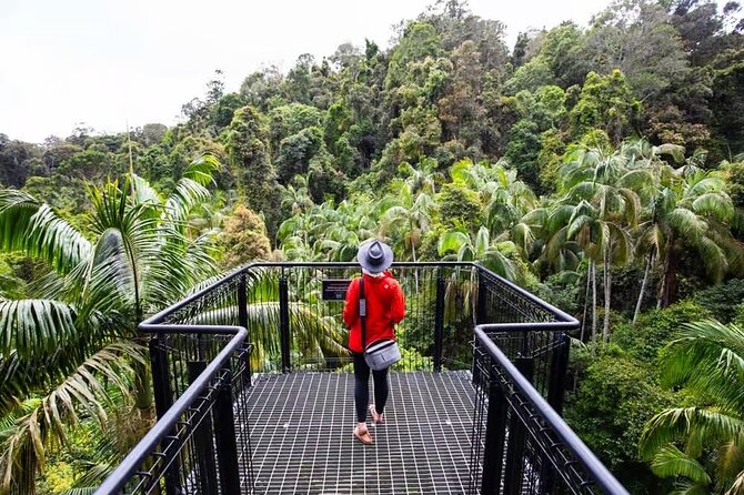 Tamborine Rainforest Skywalk + Hop on Hop off Bus - Price and Value: Is $85.35 a Good Deal?