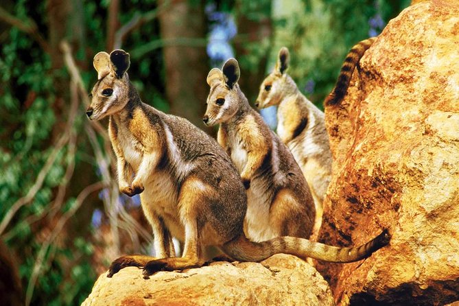 Taronga Zoo Entry & Sydney Harbour 2-Day Hop On Hop Off Cruise - Key Points You’ll Care About