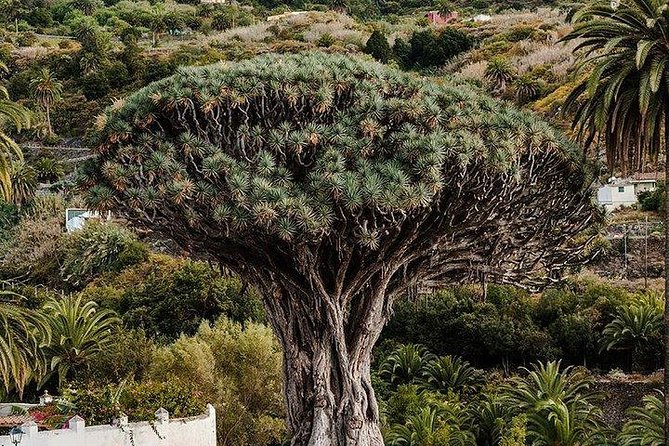 Teide-Icod-Garachico-Masca (Most popular bus tour in Tenerife) - Timing and pacing: how 7 to 8 hours actually feels