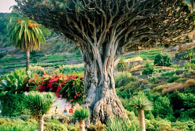 Teide-Icod-Garachico-Masca (Most popular bus tour in Tenerife) - Guides and sound: what to watch on the bus