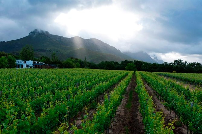 Vine Hopper: Hop-On Hop-Off Wine Tour - Eastern Route - Price and what $25.97 really covers (and what it doesn’t)