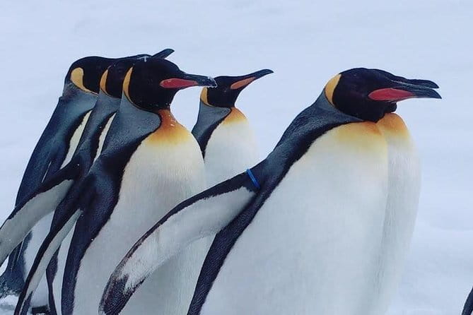 Winter Asahiyama Zoo and blue pond "Aoi-Ike" 1 Day bus tour - Key things I’d plan for