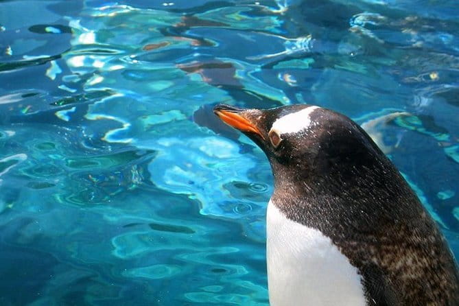 Winter Asahiyama Zoo and blue pond "Aoi-Ike" 1 Day bus tour - Aoi-Ike Blue Pond: the winter light-up is the whole point