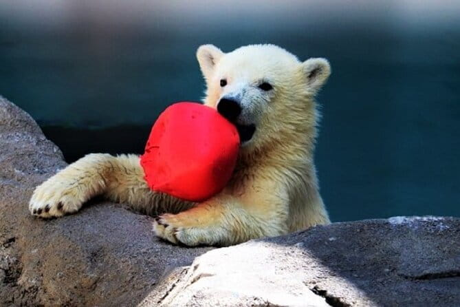 Winter Asahiyama Zoo and blue pond "Aoi-Ike" 1 Day bus tour - Price and logistics: what your $85 is really paying for